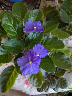 African Violet Plants - Bluish Purple Flowers