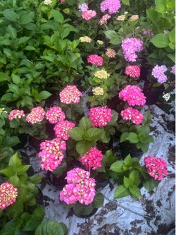 Hydrangeas