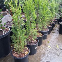 Lemon Cypress Tree (2 In A Half Ft )5GL 