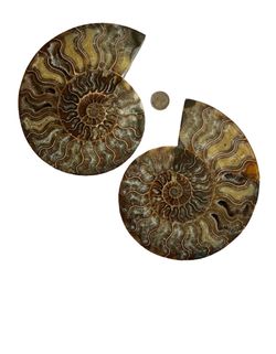 Ammonite Fossil Halves