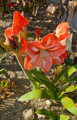 Amaryllis