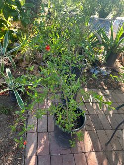 Pomegranate tree