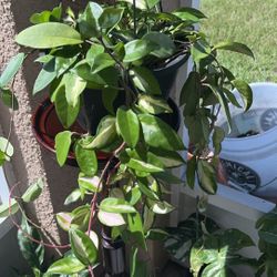 Hoya Princess Hanging Basket 🌸
