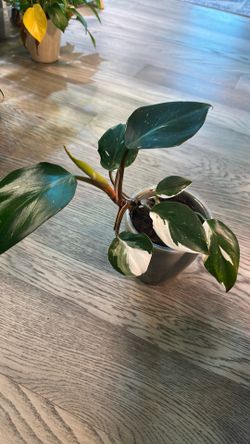 Philodendron White Knight