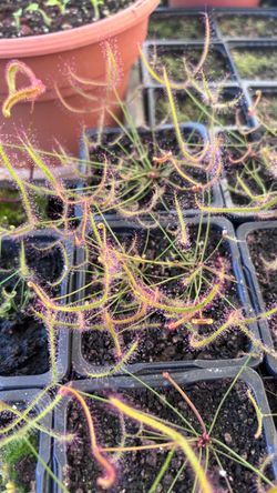 Drosera binata (Forked Sundew) carnivorous plant