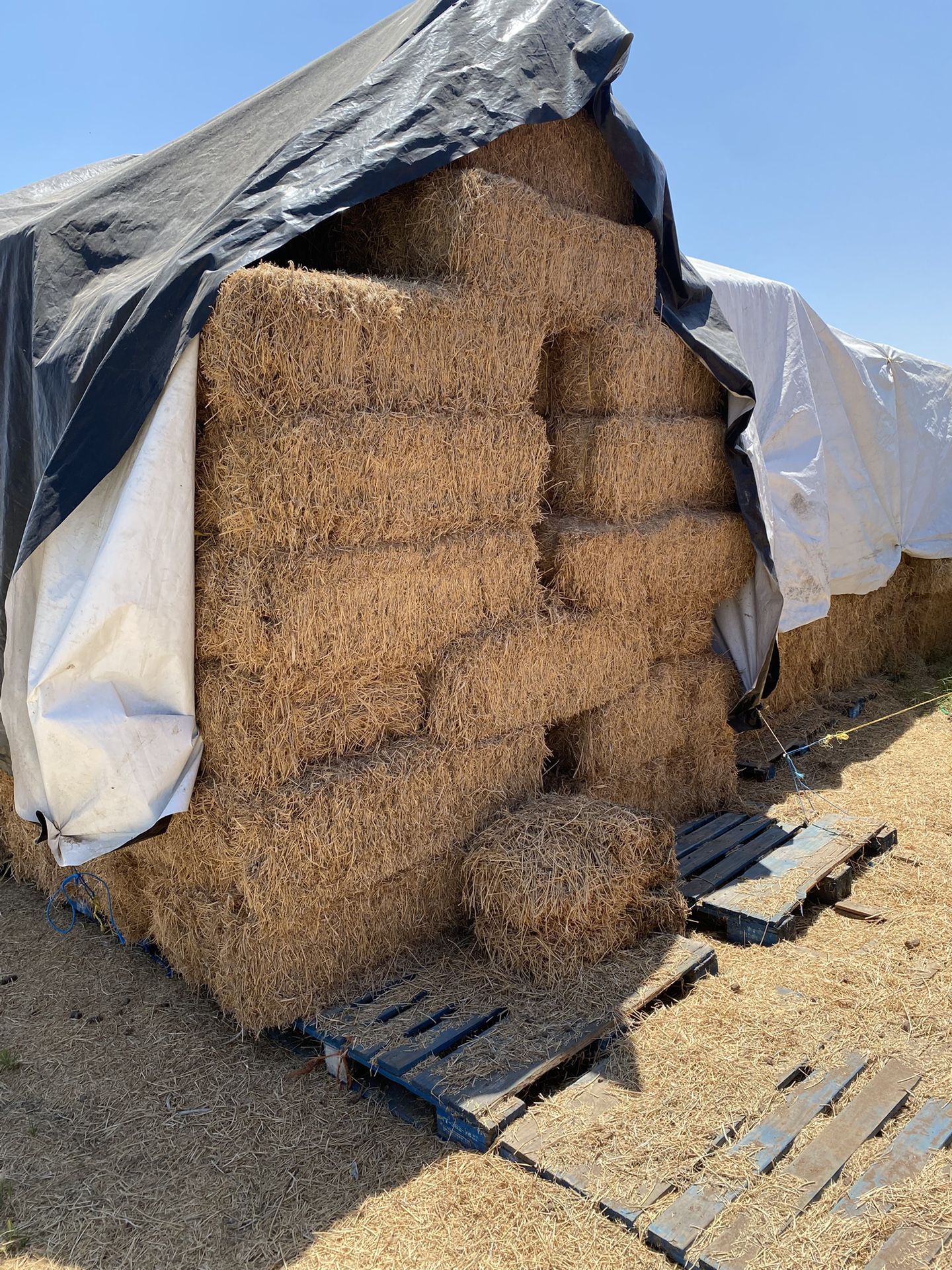 Alfalfa Straw   Cow Feed 