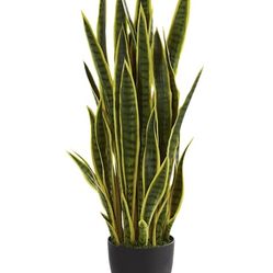 Snake Plant