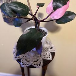 🌸Pink Princess Plant🌸