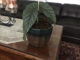 Plant