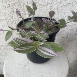 1 Gallon Pot Succulent Plant- Tradescantia Fluminensis Lavender Variegata  - Wandering Jew Variegated - Rooted & Established - Drought Resistant -🪴