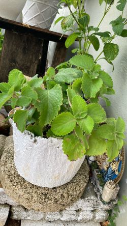 Plantas