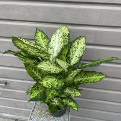 6” dieffenbachia amy