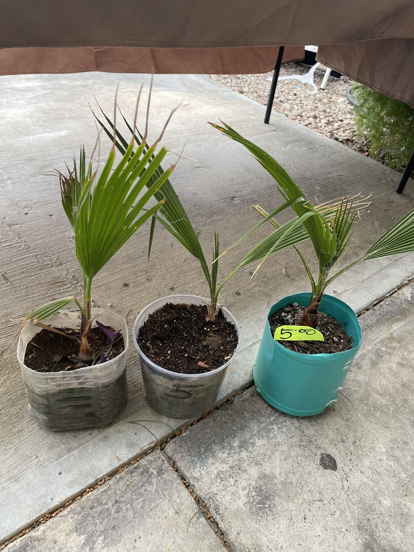3 Small Plant For $10