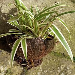 Spider Plant