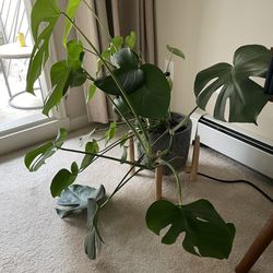 Large Monstera With Ceramic Pot And Wooden Stand