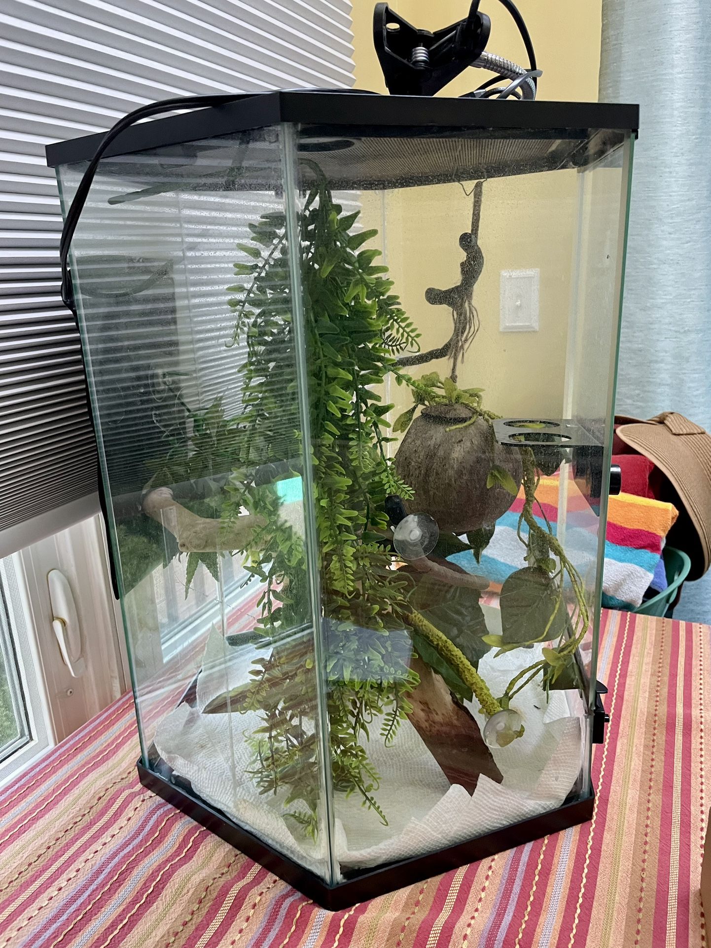 Lizard Tank