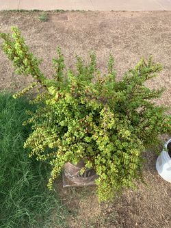 Plenty Of Elephant Food Plants For Sale