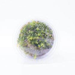 Microcarpaea Minima Merrill – Tissue Culture Aquarium Plant - Aquascape Aquascaping Planted Fish Tank 