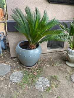 Sago Palm with Pot