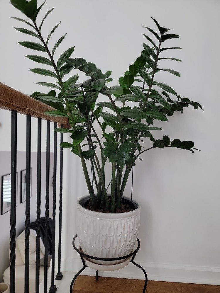 Zz Plant Without Pot