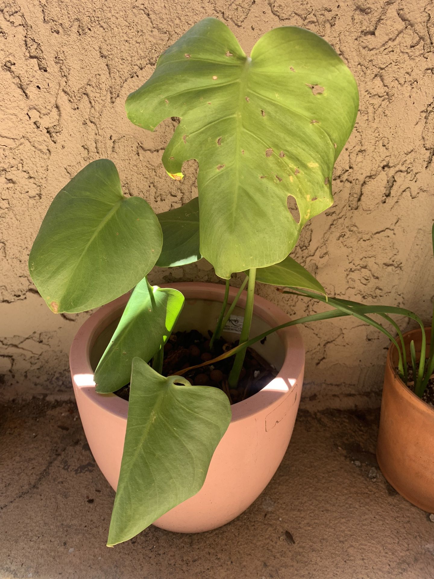 Monstera Plant With Ceramic Pot