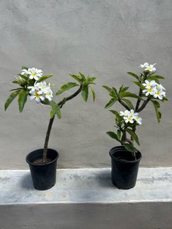 White Plumeria