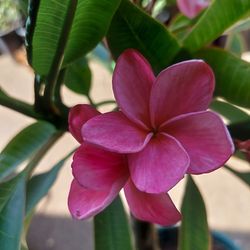 Blumming Bright Pink Plumeriasp