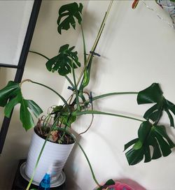 Planta Natural mostera delicosa grande