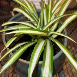 Spider Plant With Ceramic Pot