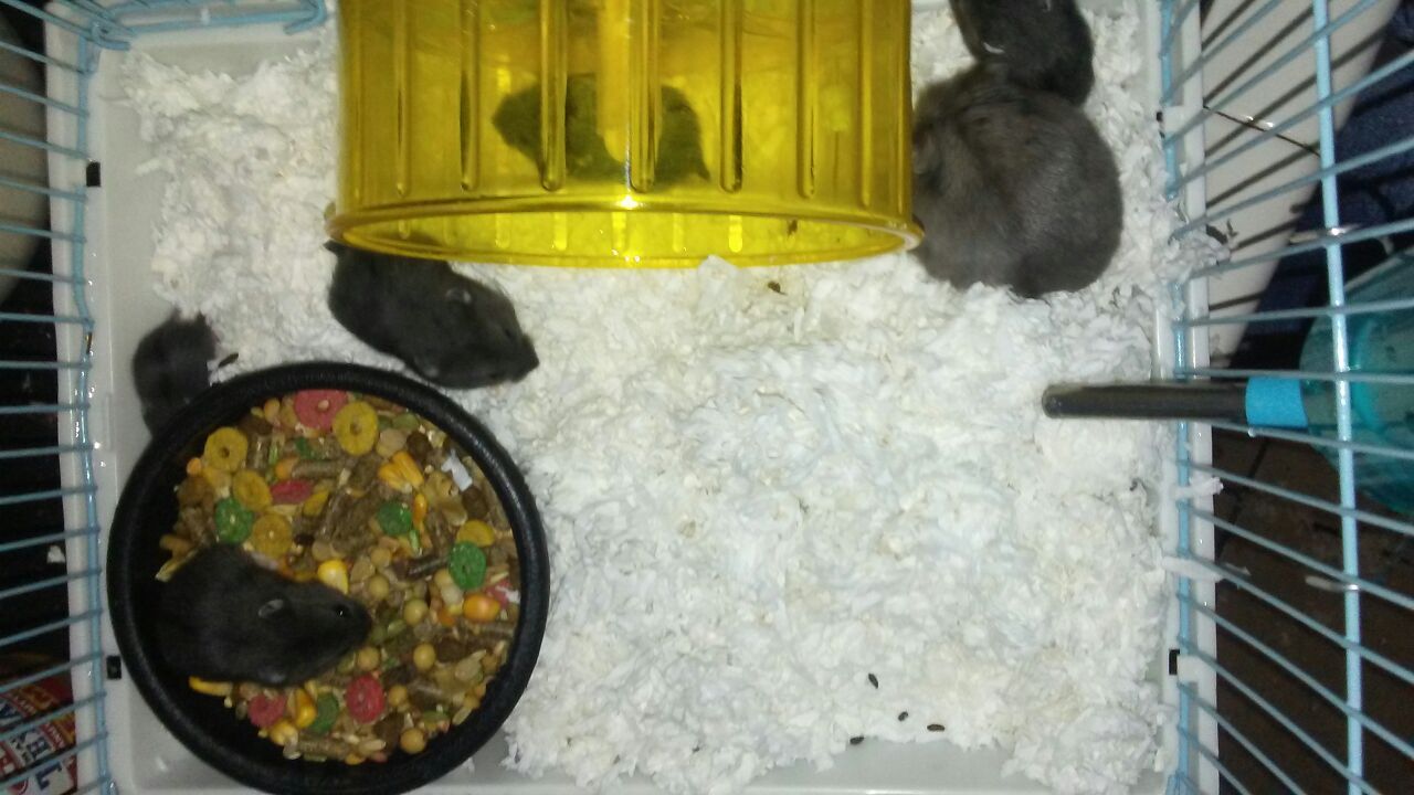 Baby hamsters for sale