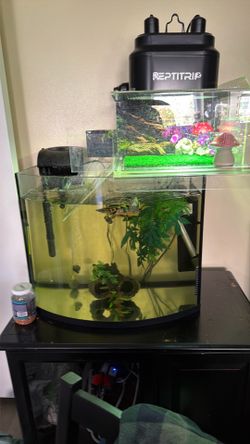 Free turtle