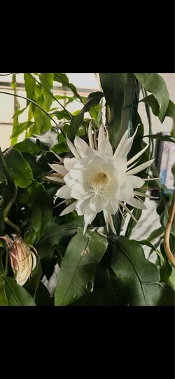 Plantas galan de la noche