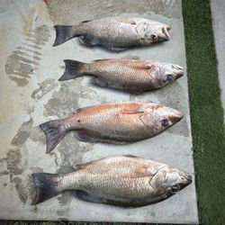 Selling Fishing Spots