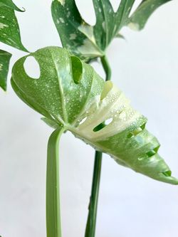 Monstera Thai Constellation