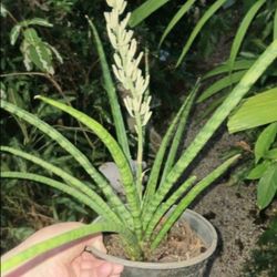 Rare Snake Plant Houseplant Sanseveria