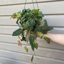 6” Micans Philodendron 