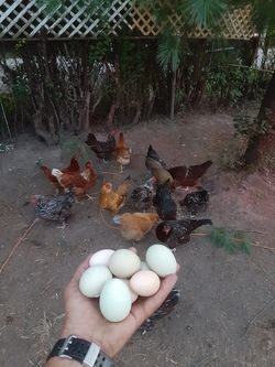 Fresh free range eggs