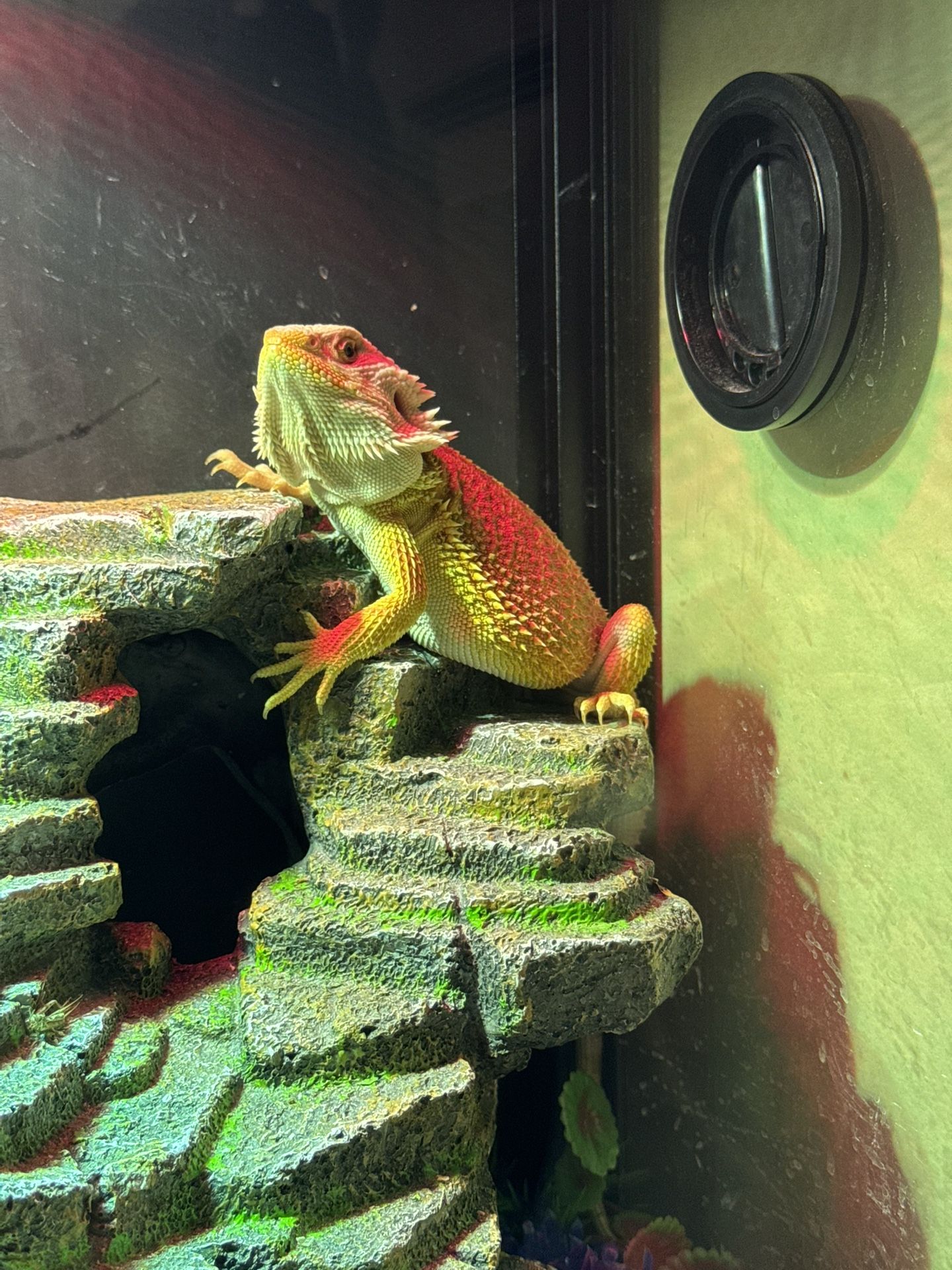 Bearded Dragon