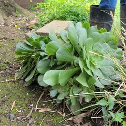 Aeonium Giant Houseleek (Succulent)
