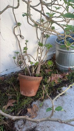 Pot and plant