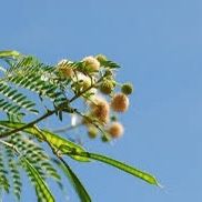 White Lead Tree - Beautiful Flowers, Light Shade, Wind Break 