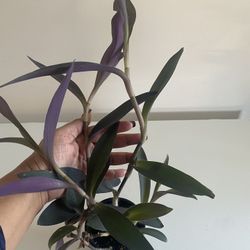 Purple Heart wandering jew Tradescantia Pallida Purpurea in 4” pot