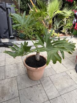 Split Leaf Philodendron