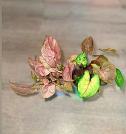 Syngonium bundle