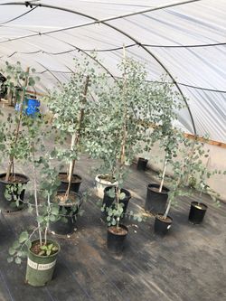 Eucalyptus Tree Arbol plant