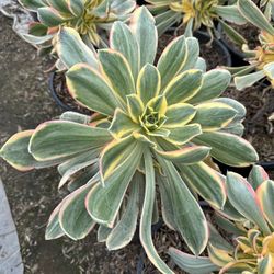 Sunburst Succulents