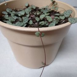 Large Pot Of String Of Hearts