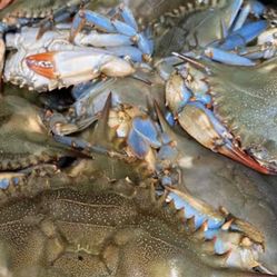 Blue Crabs And Mullets And Fish 