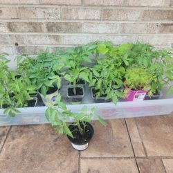 Tomato Plants