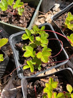 Native Woodland Strawberry